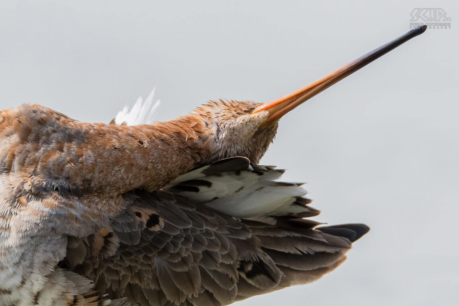 Grutto's De grutto (Black-tailed godwit, Limosa limosa) is een prachtige steltloper en een weidevogel bij uitstek. Ze overwinteren in Afrika maar vroeg in de lente komen ze terug naar de Lage Landen. Tijdens het broedseizoen laat de grutto spectaculaire baltsvluchten zien. Ik kon ze al baltsend en parend fotograferen in Friesland.<br />
<br />
De helft van alle grutto’s in Europa broedt in Nederland. De populatie staat echter zwaar onder druk en ze worden jammer genoeg almaar meer teruggedrongen naar weidevogelreservaten. De soort staat tegenwoordig als Gevoelig op de internationale Rode Lijst van de IUCN. Grutto's maken een onopvallend grasnest in weidelanden en leggen gemiddeld 3 à 4 eieren. Ze eten regenwormen, insecten en larven van insecten.<br />
 Stefan Cruysberghs